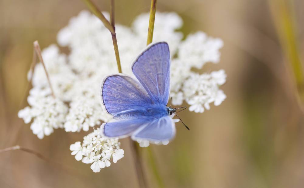 Spring Azure